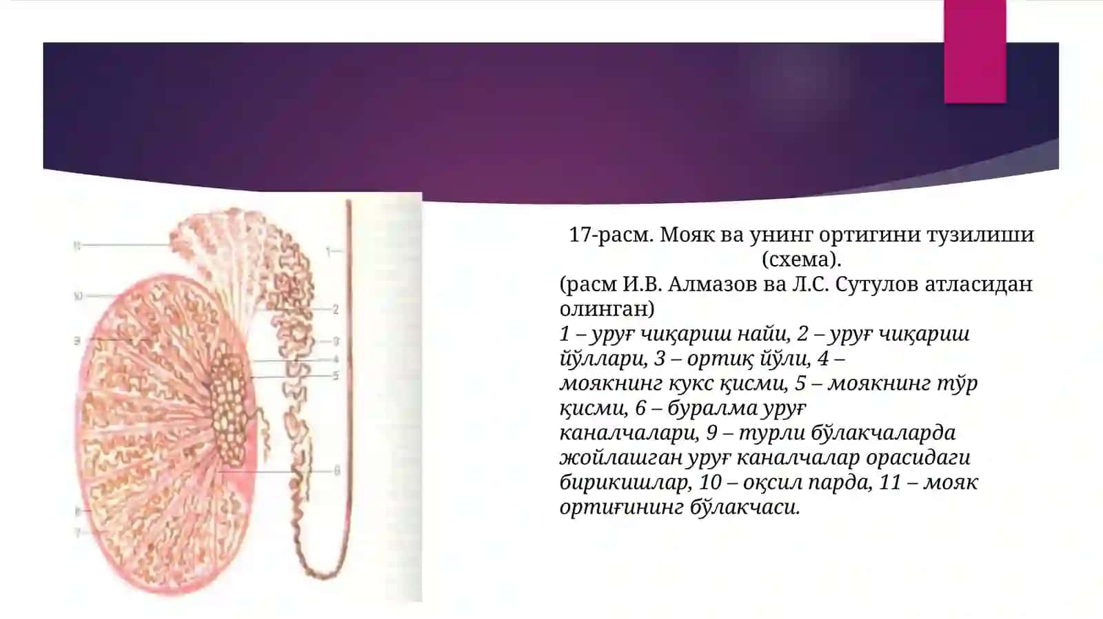 Жинсийаъзолартизими 3