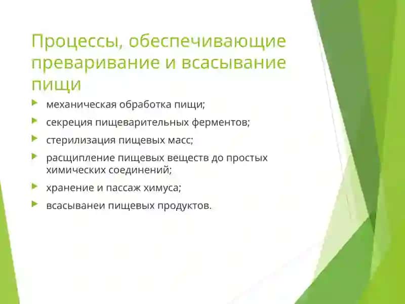 Патофизиология системы пищеварения 3
