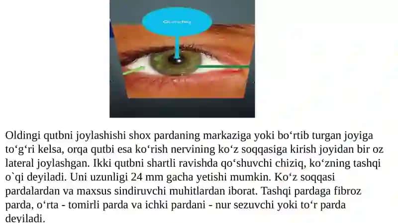 Ko‘z. Ko‘zning tuzilishi, ko‘z pardalari, g‘ovaklari, kamalak  parda, oldingi va keyingi kameralari, shishasimon tana. 3