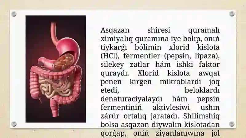 Asqazan hám isheklerde awqat sińiwi 3