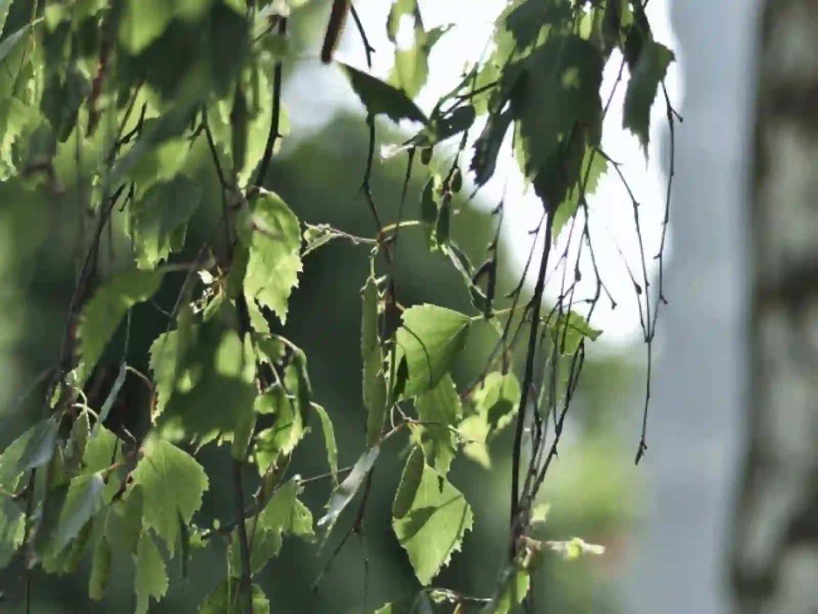 5-sinf Botanika Novda haqida 3