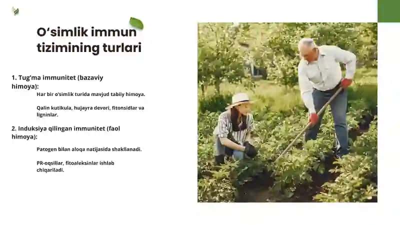O‘simliklarda hosil bo‘ladigan immun tizimi, uning ta’siri va fiziologiyasi 3