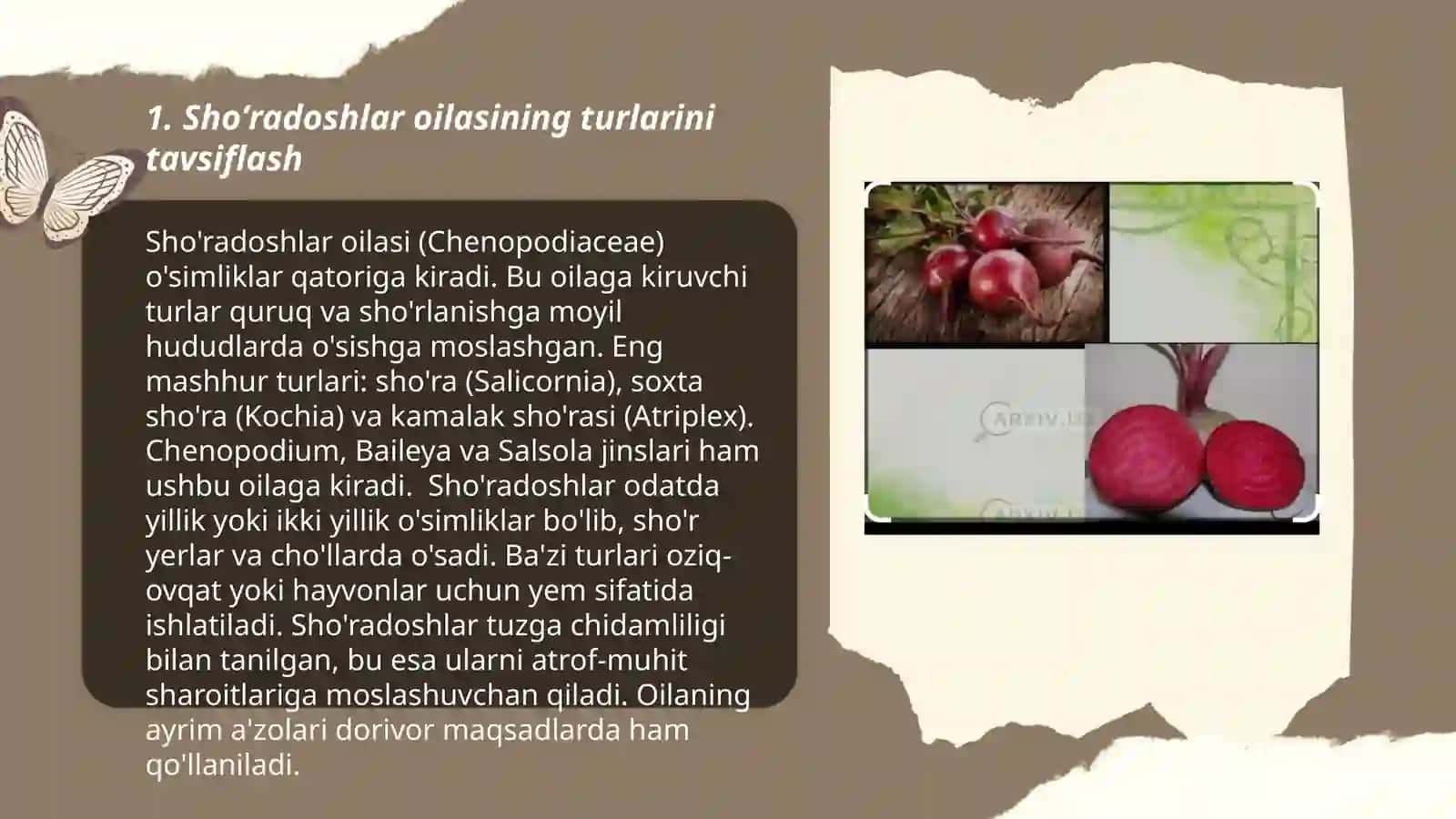 Shoʼradoshlar oilasi (Chenopodiaceae) turlari 3