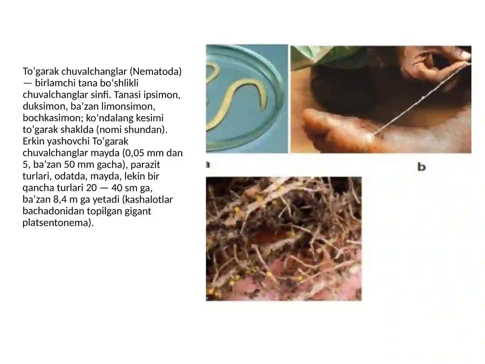 O'simliklarda parazitlik qiluvchi yumoloq chuvalchanglar 3