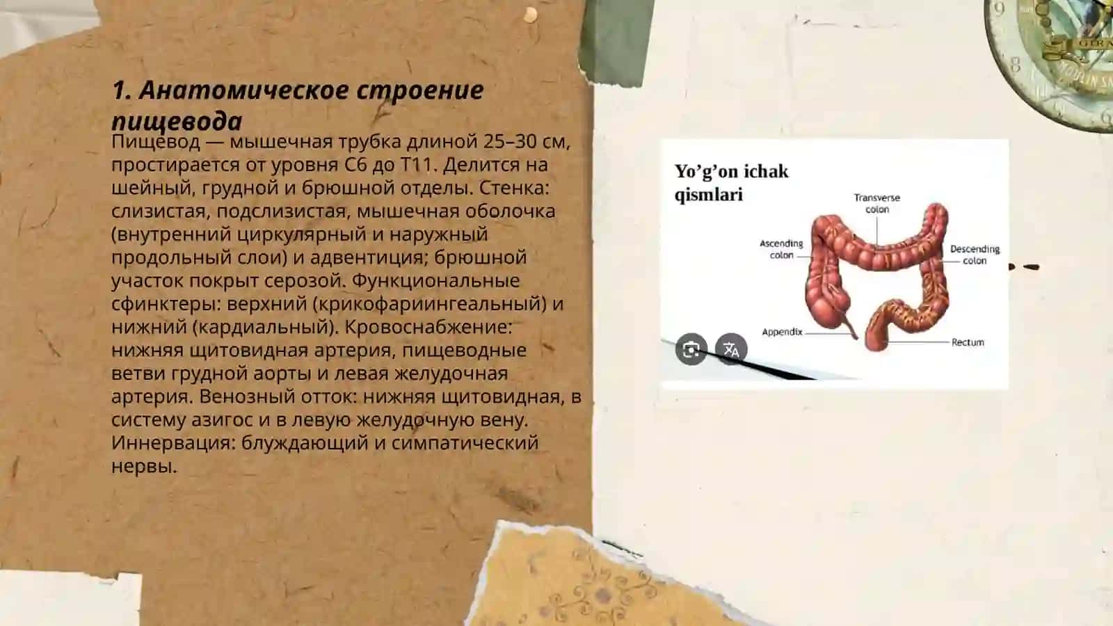 Пишевод.Общие сведня об органах брюшой полости.Желудок тонкий и толстый кишечник.Возрастний асобенности 3