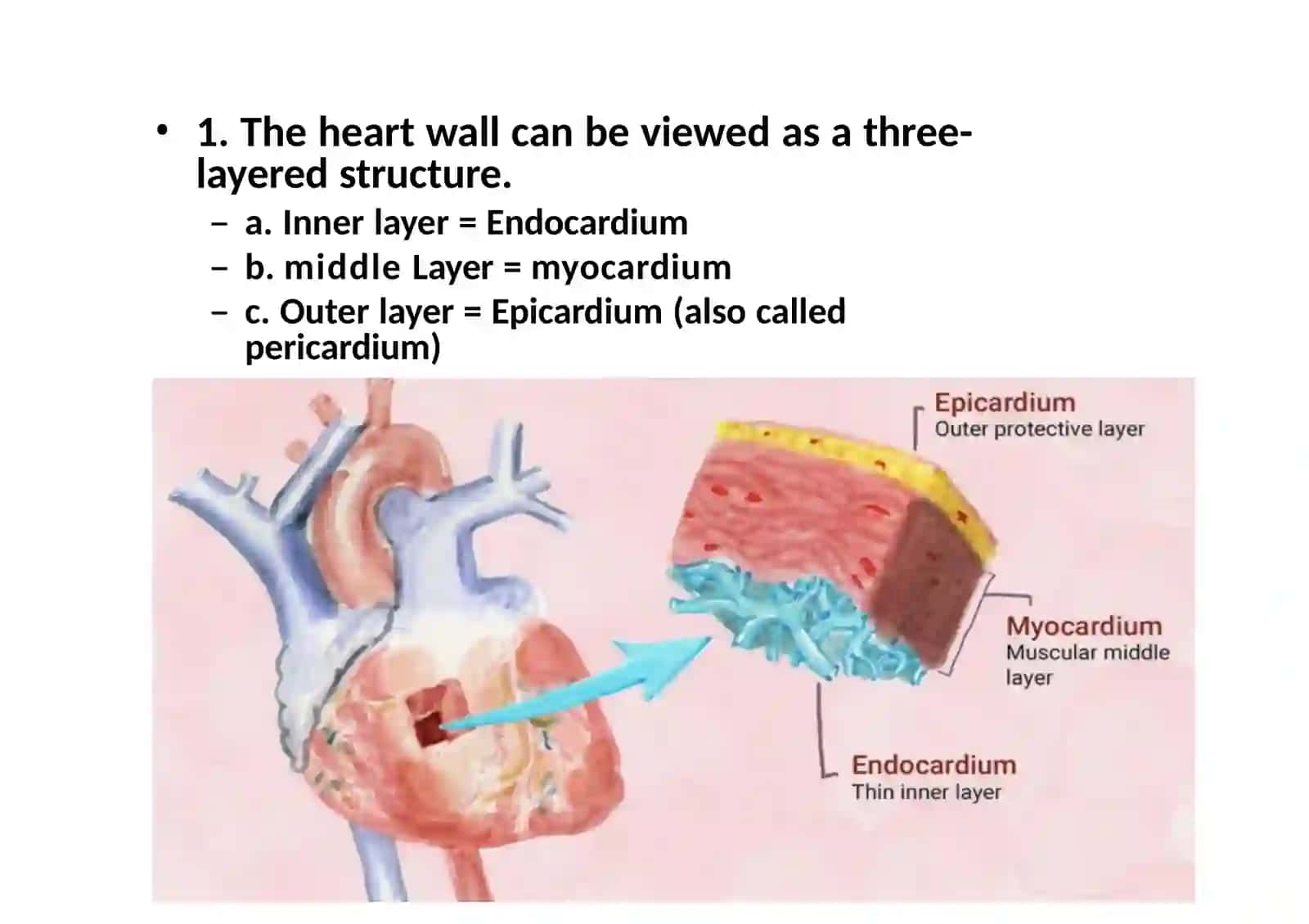 Cardiovascular system 3
