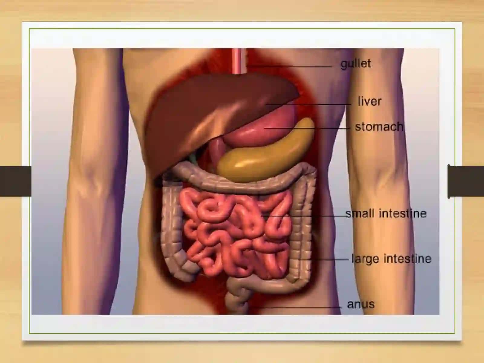 HAZM FIZIOLOGIYASI 3