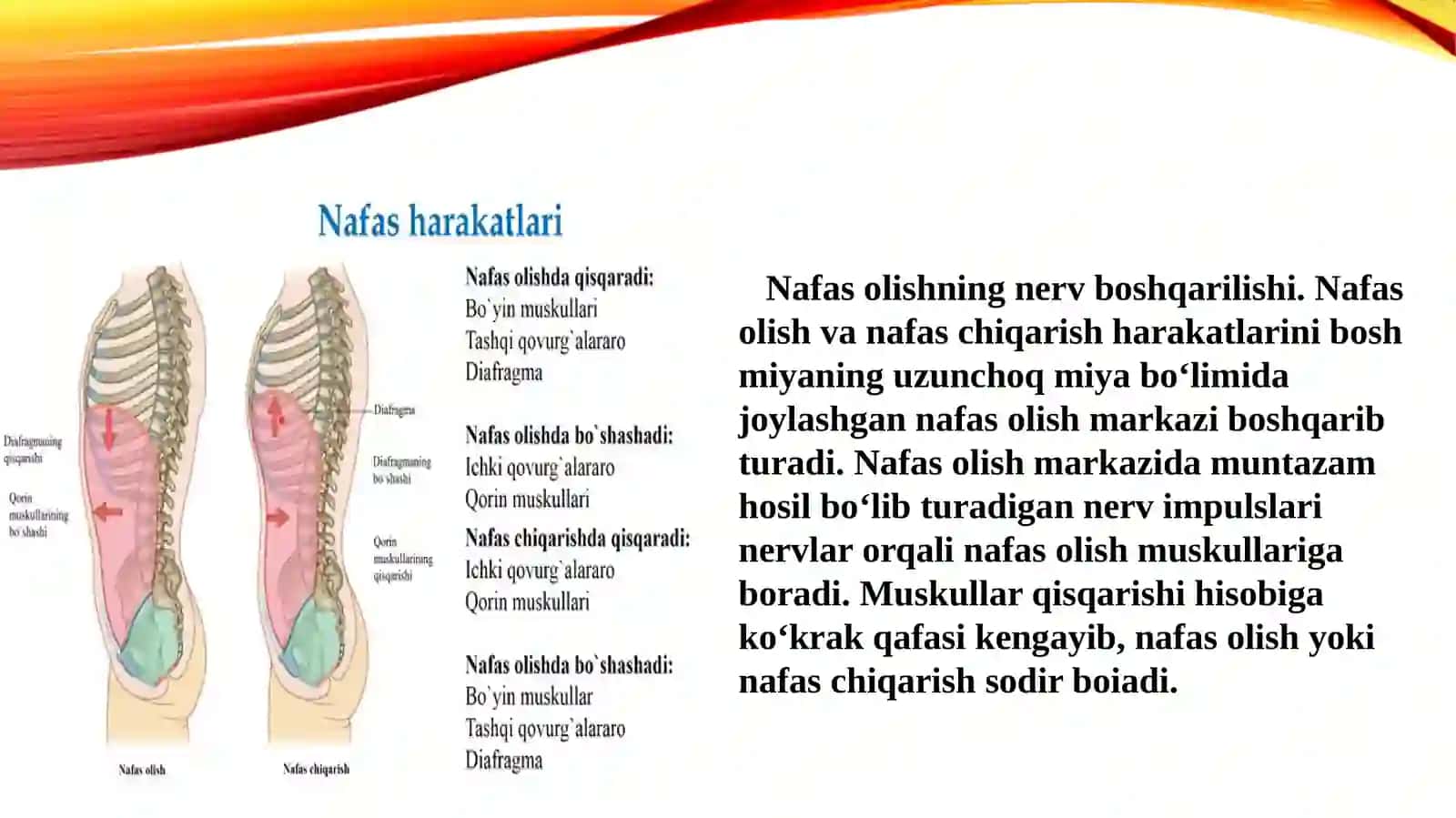 Nafasolishning boshqarilishi va kasalliklari 3