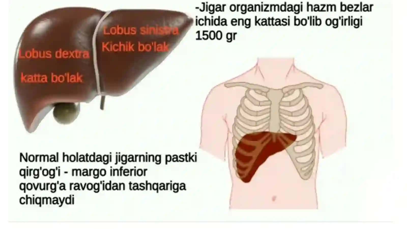 Ovqat hazm qilish tizimi. Jigar anatomiyasi 3