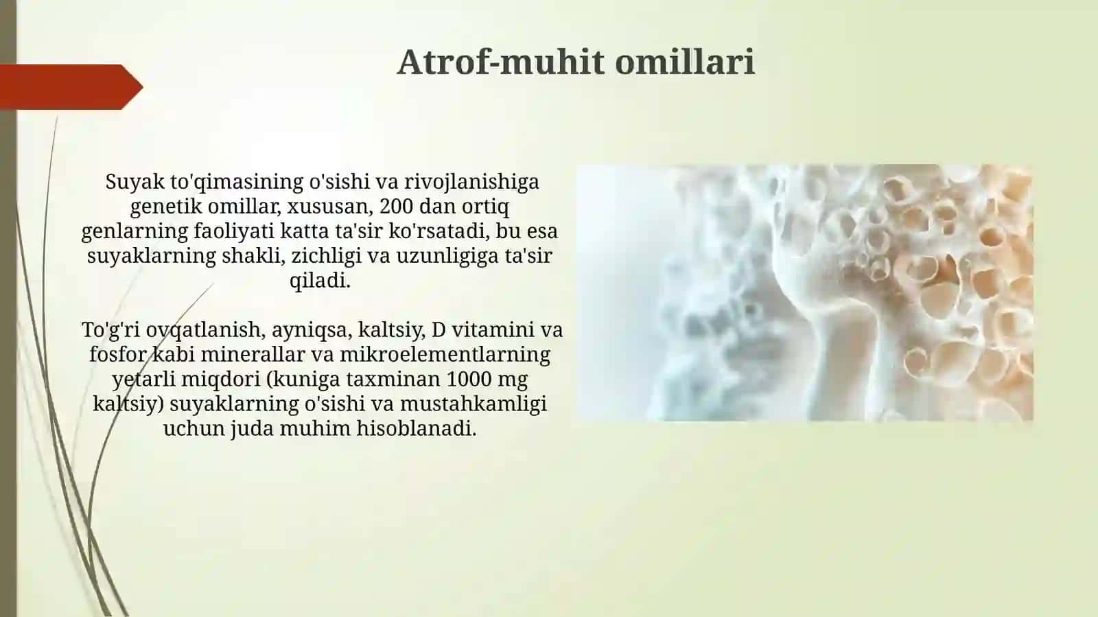 Suyaklarning ôsish va rivojlanishiga tasir etuvchi omillar 3