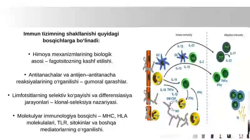 Immunitet (teoriyadari) g‘oyalari, fagotsitar, gumoral, klonal - seliksion va bosh. 3