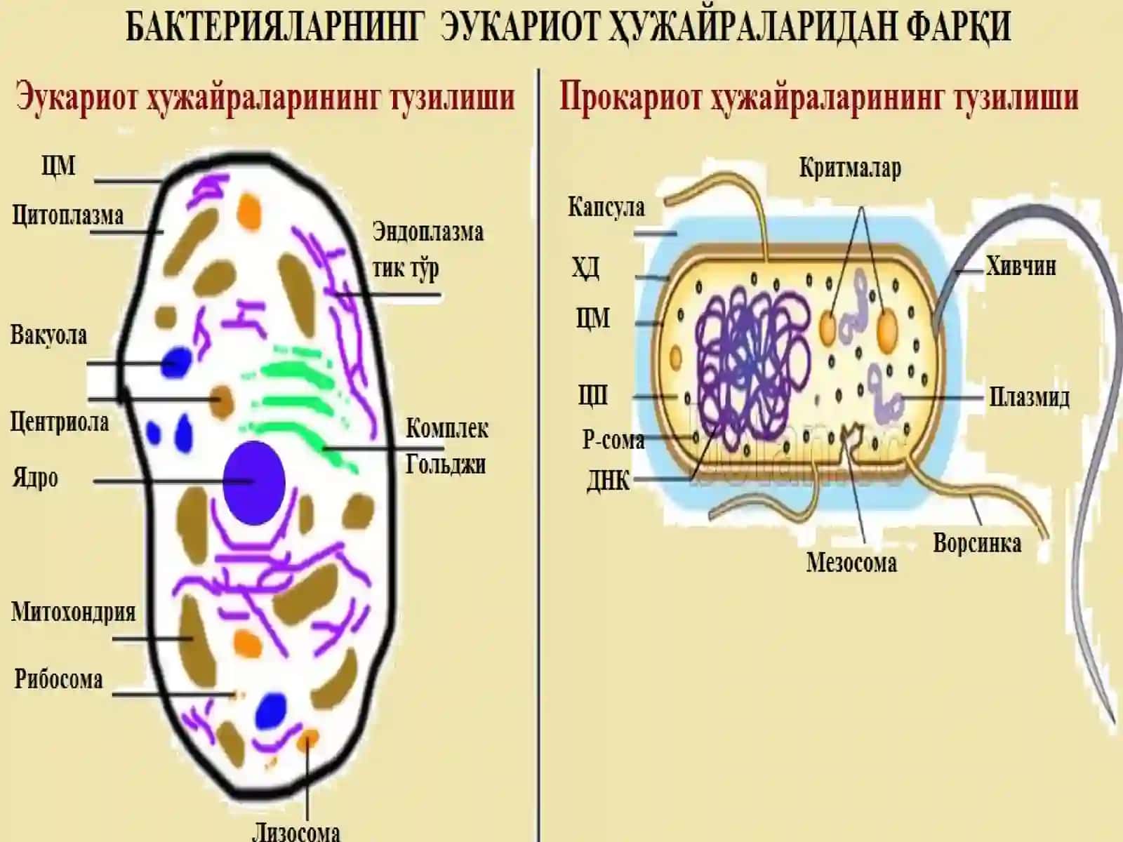 Bakteriyalar tuzilishi 3