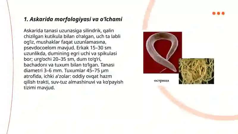 Askarida morfologiyasi va o‘lchami 3