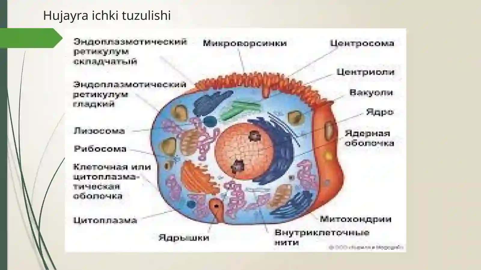 Hujayra va to’qima fizologiyasi 3