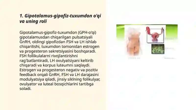 Jinsiy siklning gormonal boshqariluvi mexanizmi 3