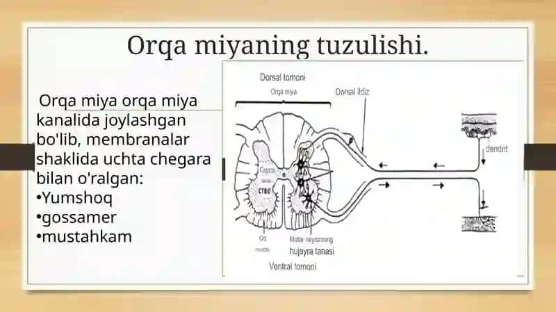 Orqa miyaning harakatlantiruvchi neyronlarining turlari, ularning morfofunksiyal xususiyatlari 3