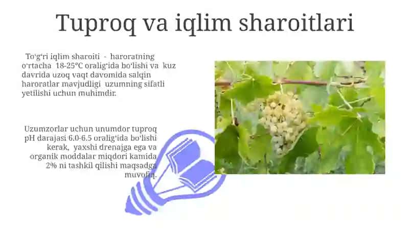 Uzumchilik va uzum yetishtirish 3