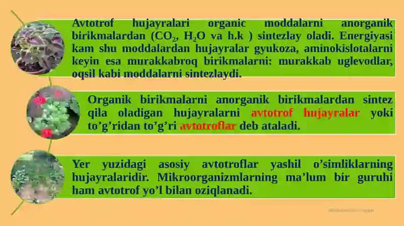 Hujayraning oziqlanishi 3