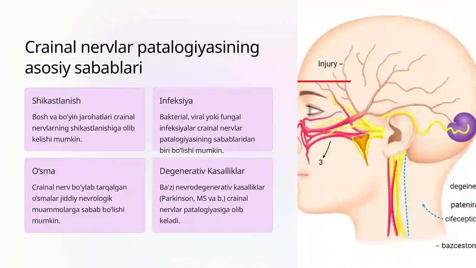 Crainal Nervlarning Patalogiyasi 3