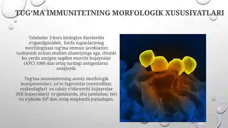 Immun himoya reaksiyalarining morfologik asoslari 3