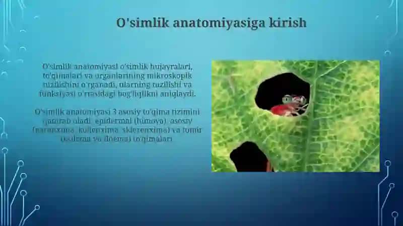 O'simlik anatomiyasi va morfologiyasi 3