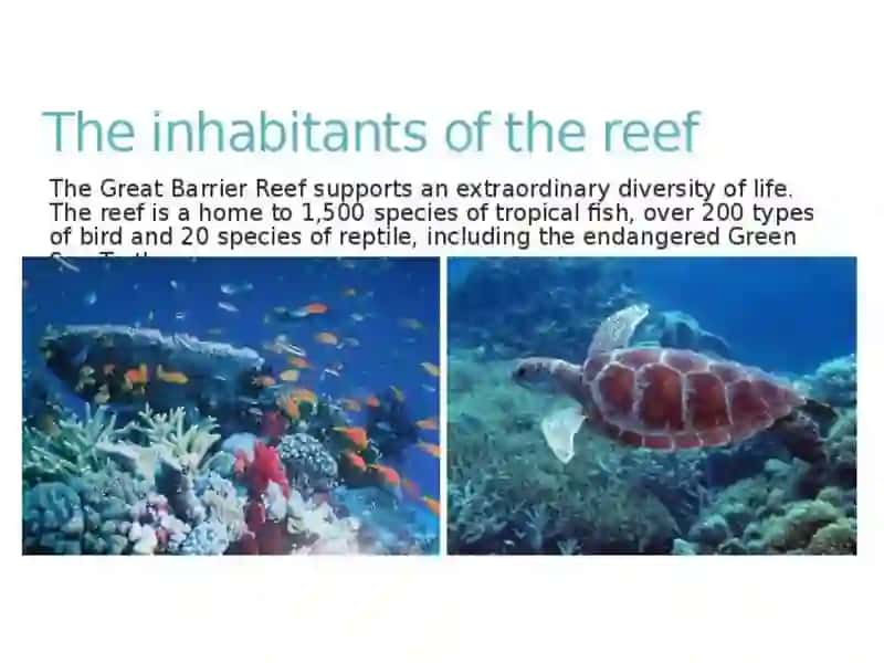 THE GREAT BARRIER REEF 3