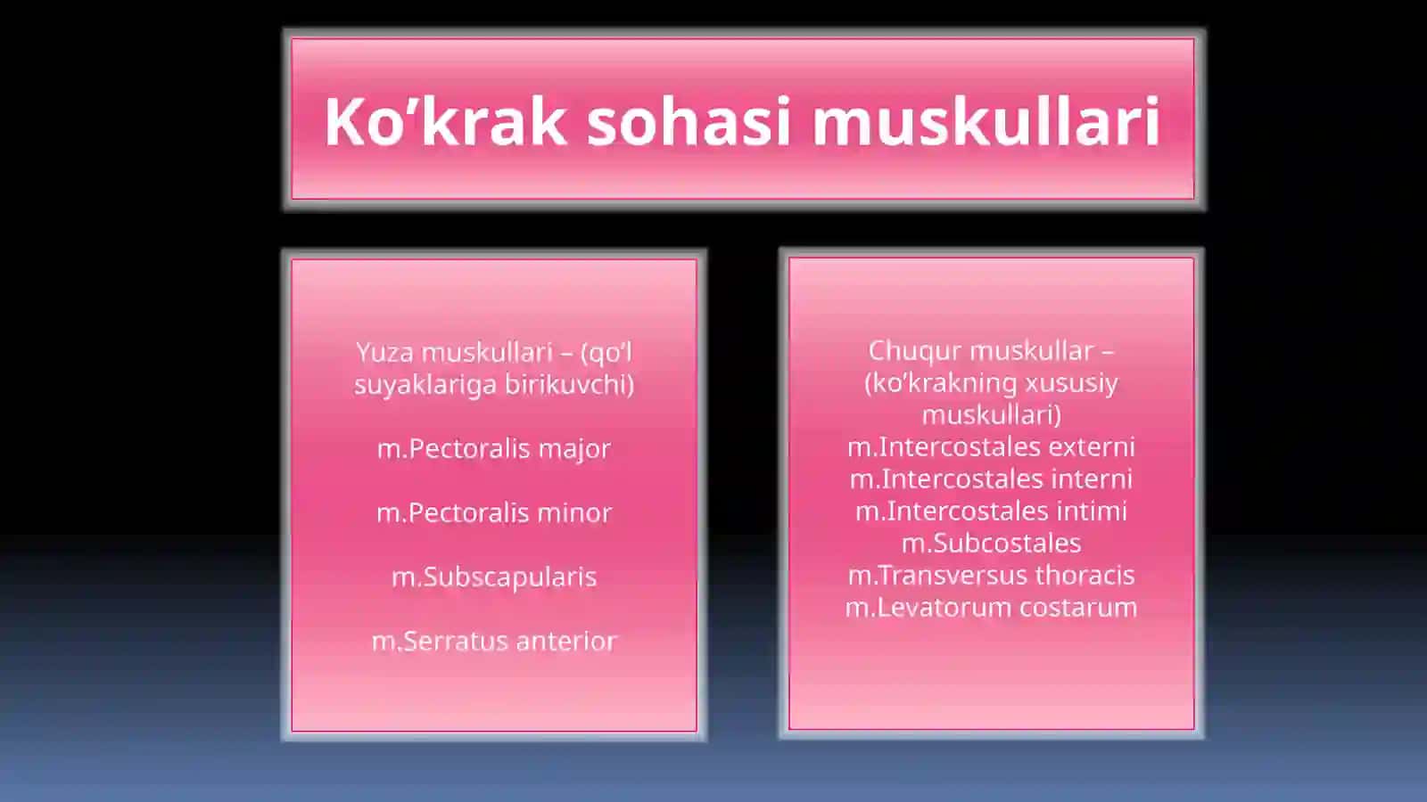 Ko’krak vaqorin mushaklari anatomiyasi 3