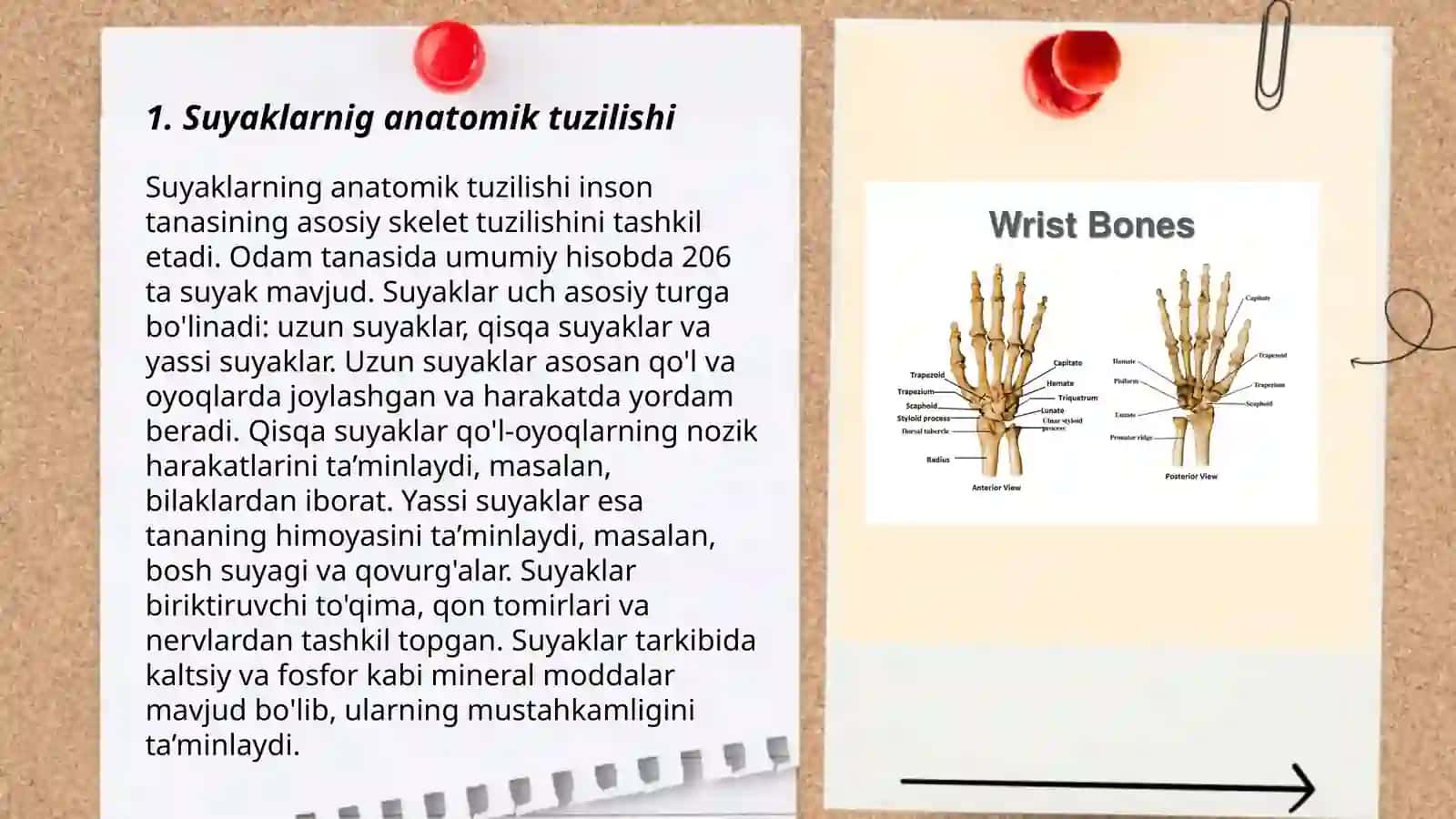 Suyaklarnig anatomik tuzilishi 3