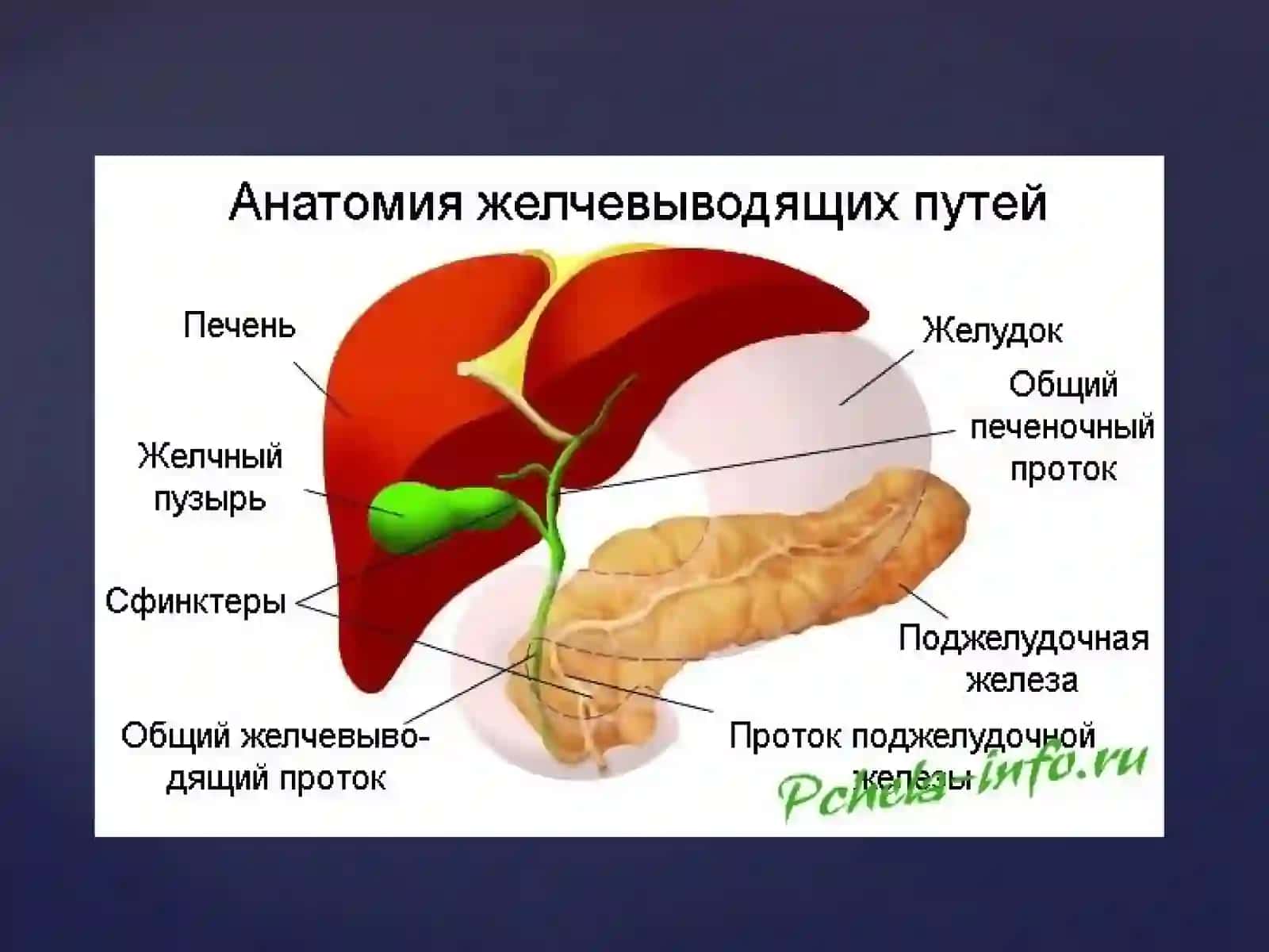Процесс желчеобразования 3