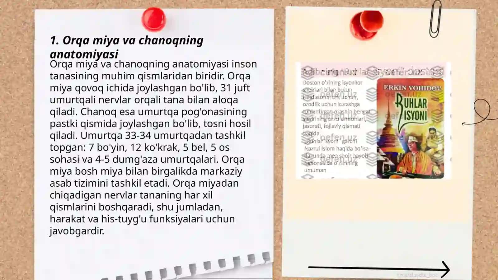 Orqa miya va chanoqning anatomiyasi 3