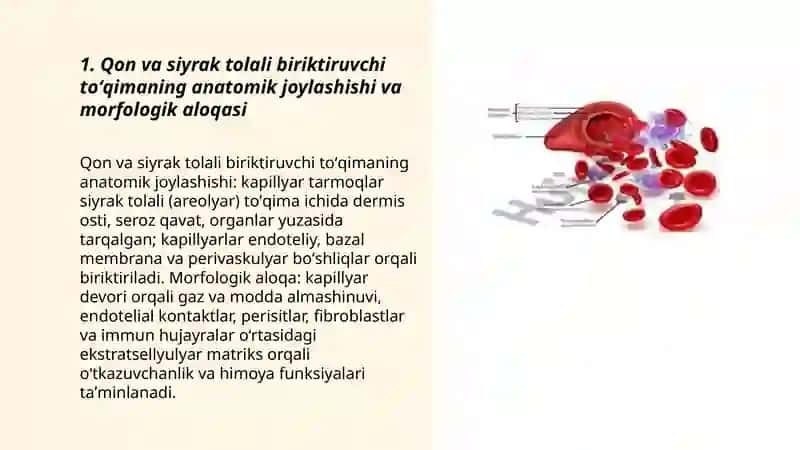 Qon va siyrak tolali biriktiruvchi toʻqimalarning oʻzaro munosabati 3