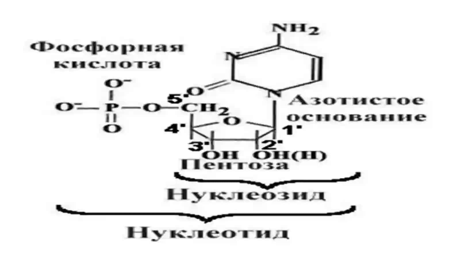 Nukleotidlar almashinuvi 3