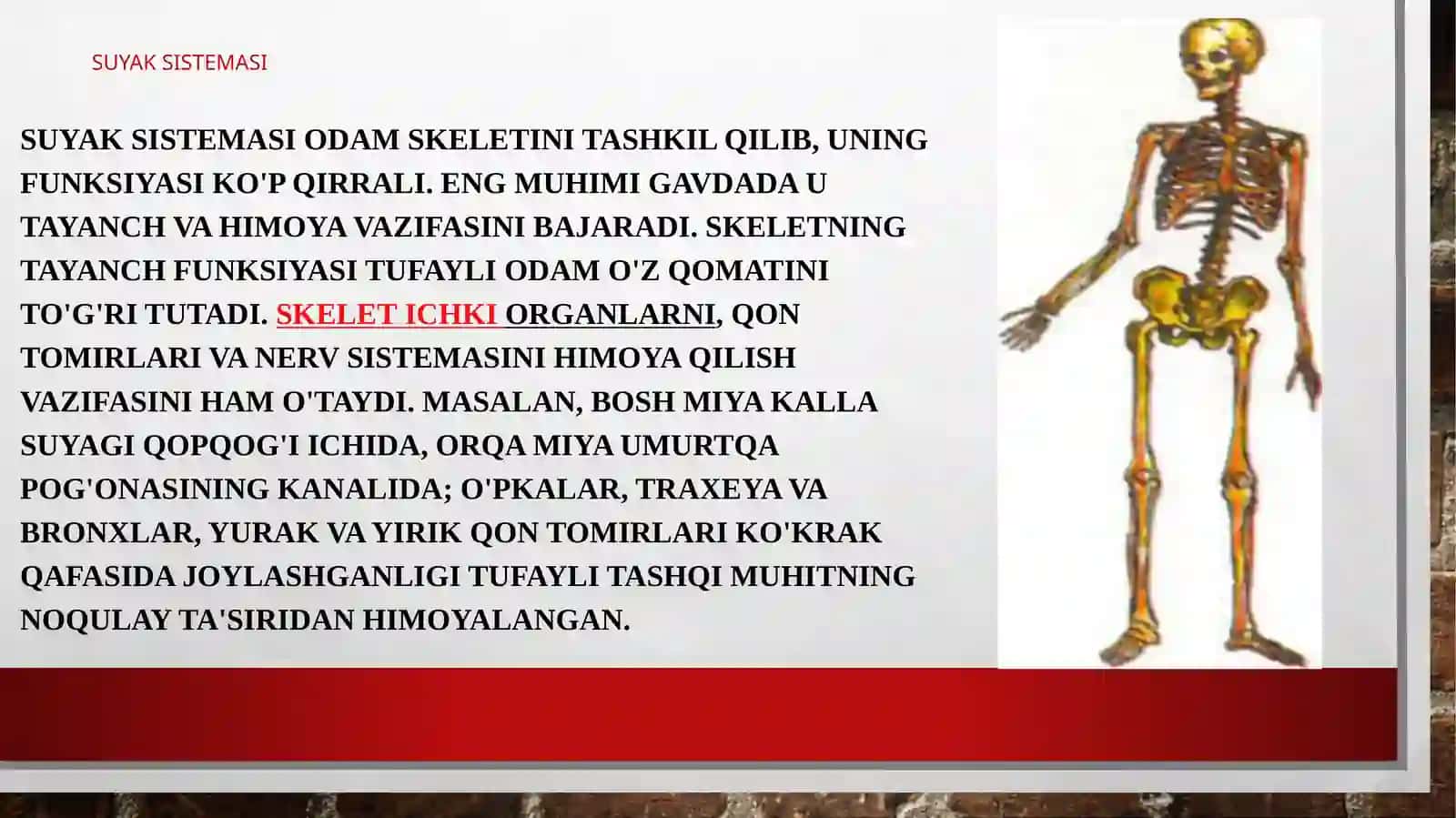 Suyak birikishining xillari. Boʻgʻimlar va ularning turlari. Sindesmoz, sinxondroz va sinostoz. Umurtqapogʻonasining tuzilishi 3