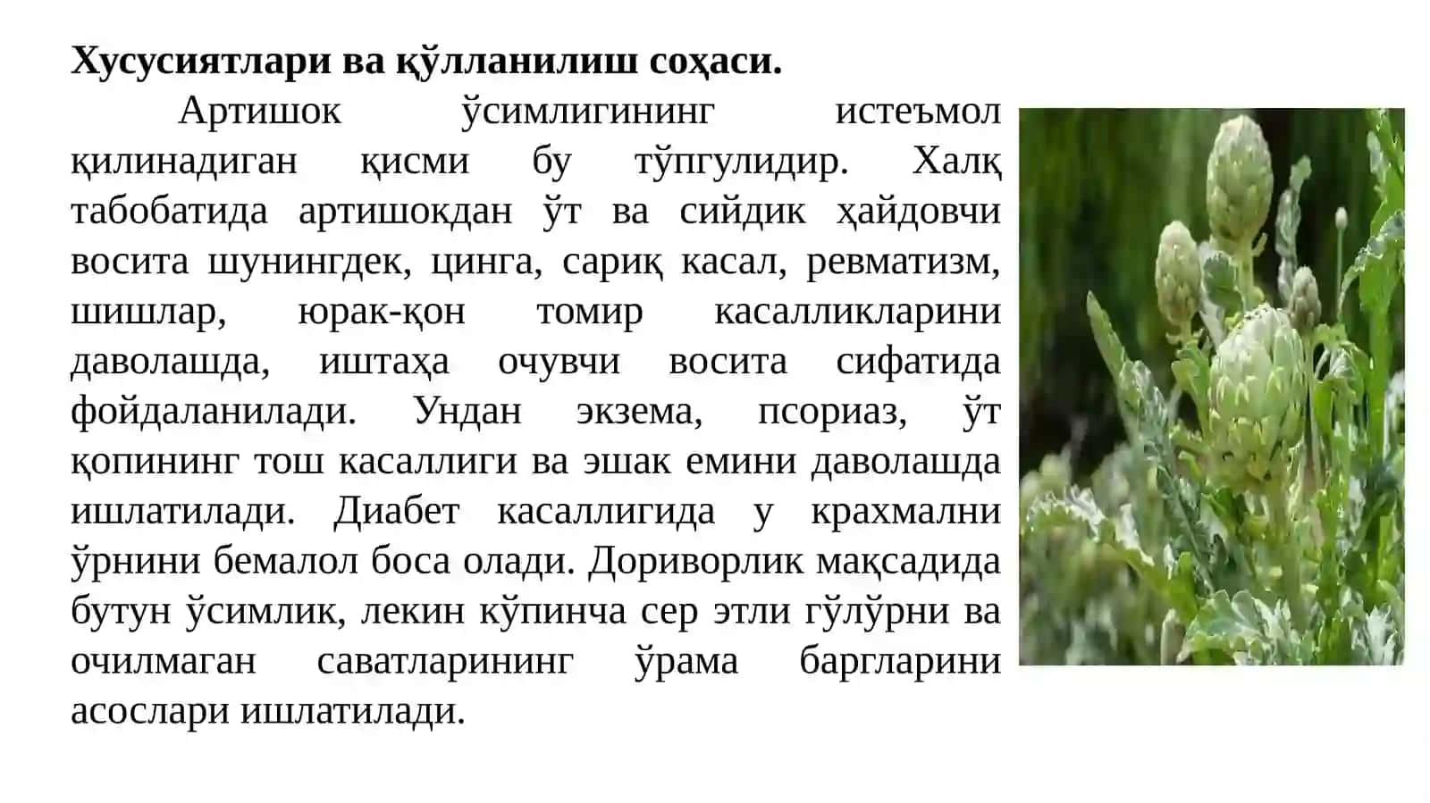 Artishok, Bamiya, Batat o’simliklarini yetishtirish tartibi va dorivor xususiyatlari 3