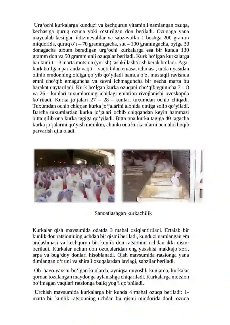 Kurka jo’jalarini o’stirish va parvarishlash usullari 3