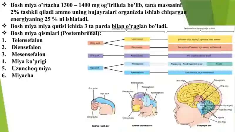 BOSH MIYA ANATOMIYASI (uzunchoq miya, pons, qorinchalar)  Бош мия аратомияси узунчок мия понс коринчалар 3