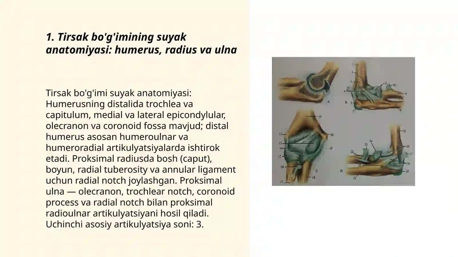 Tirsakning oldingi va orqa sohasi hamda tirsak boʻgʻimining klinik anatomiyasi 3