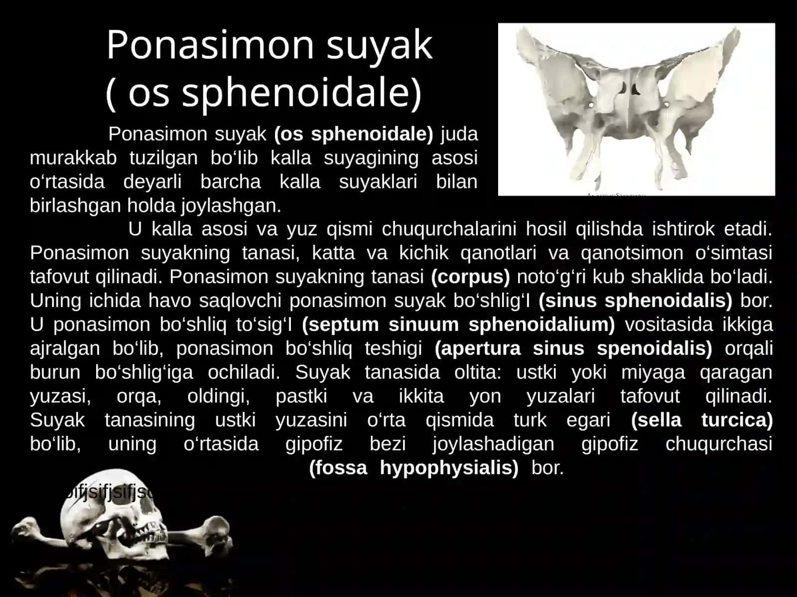 PONASIMON VA CHAKKA SUYAKLARI: TUZILISHI, YOSHGA DOIR XUSUSIYATLARI. CHAKKA SUYAGINING KANALLARI 3