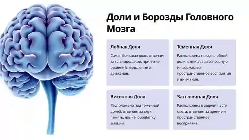 Конечный Мозг: Борозды и Извилины 3