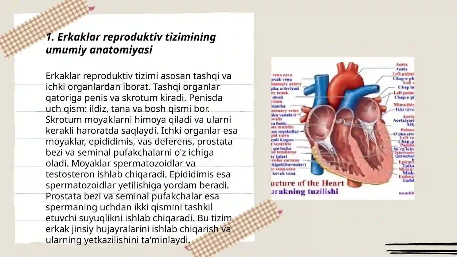 Erkaklar jinsiy a'zosining anatomiyasi va fizalogiyasi 3
