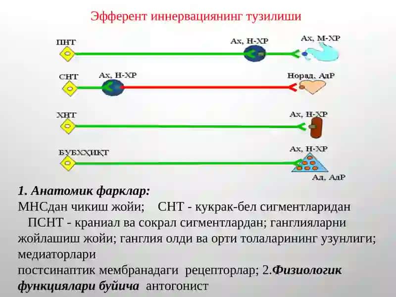 М-Н ХОЛИНОРЕЦЕПТОРЛАРГА ТАЪСИР ЭТУВЧИ ВОСИТАЛАР 3
