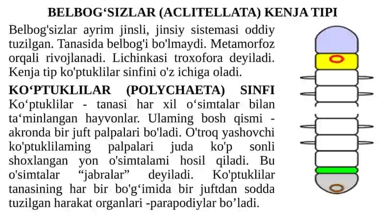 HALQALI CHUVALCHANGLAR (ANNELIDES) TIPI 3