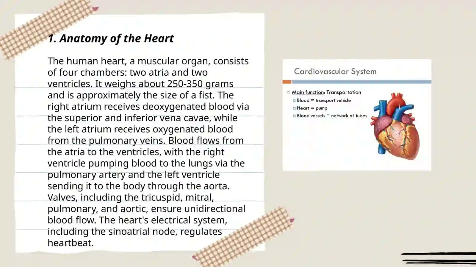Cardiovascular system 3