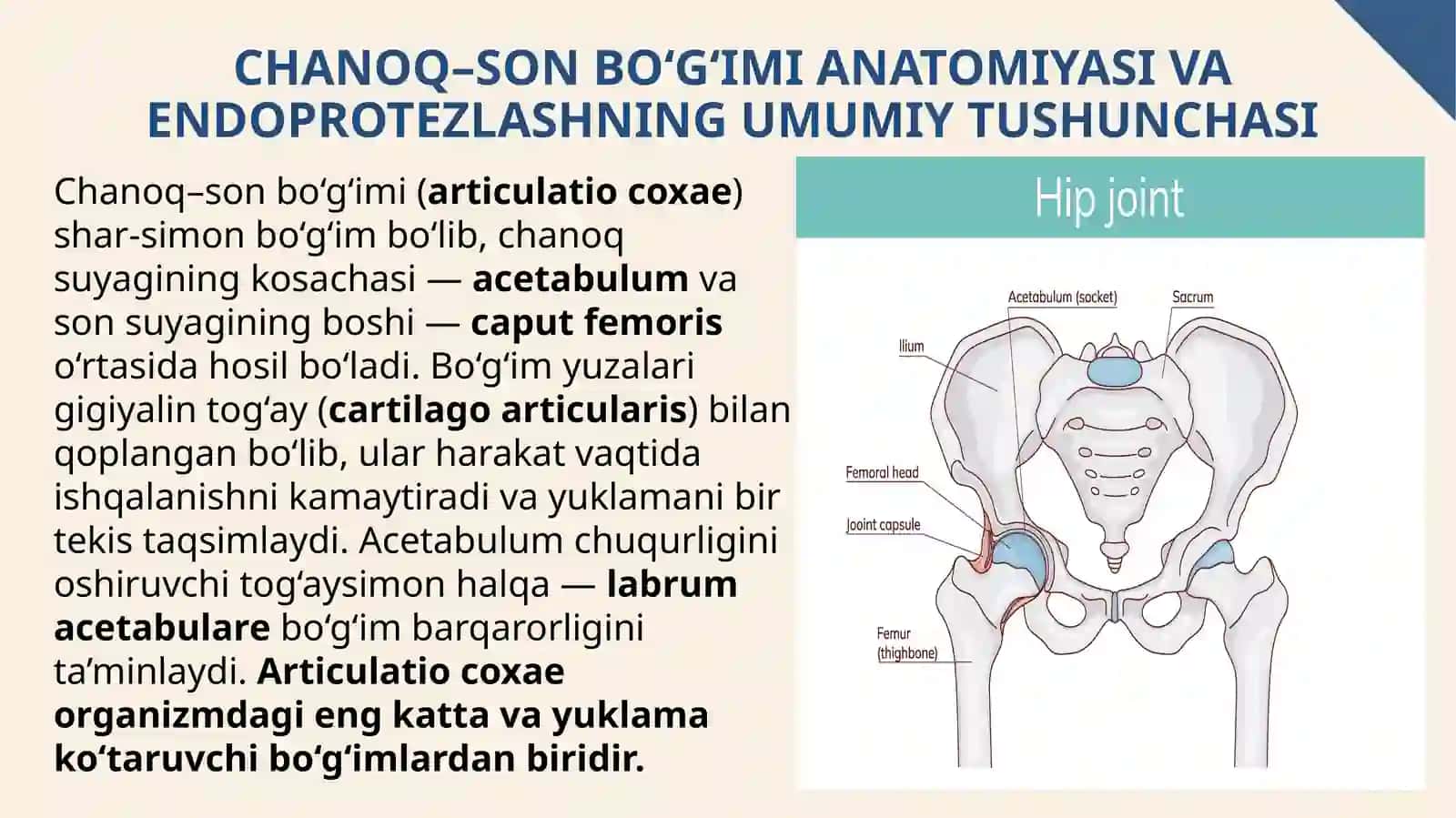 Chanoq–son bo‘g‘imini endoprotezlash (total hip arthroplasty) 3
