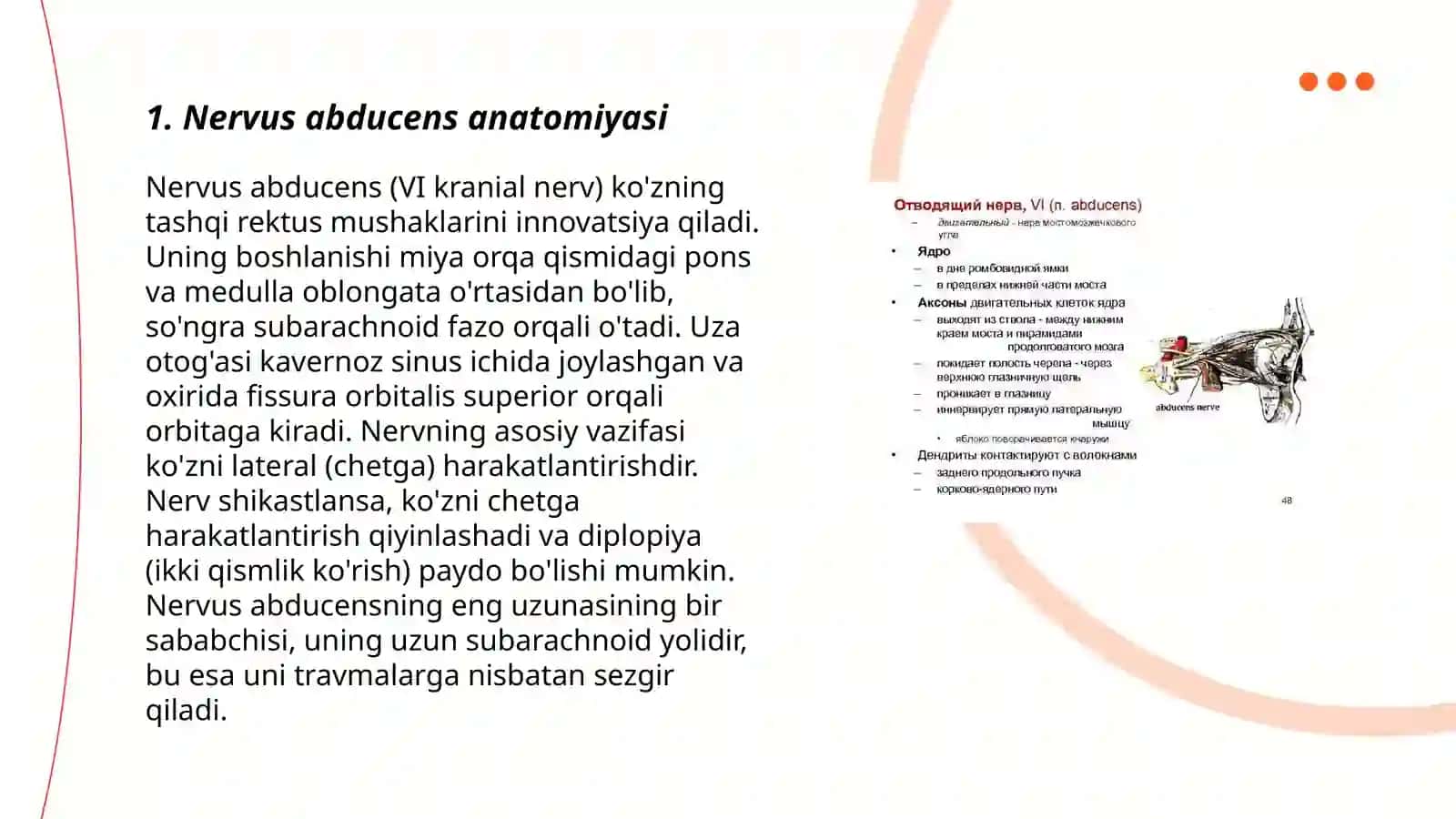Nervus abducens anatomiyasi 3