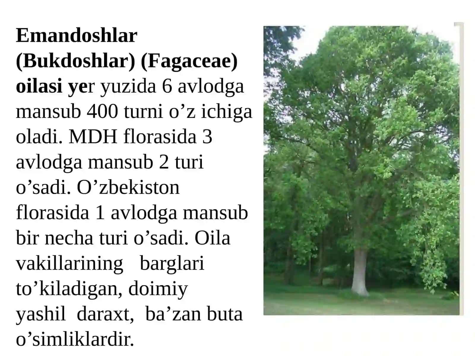 Mashg’ulot mavzusi: Emandoshlar (fagaceae), yong’oqdoshlar(juglandaceae) va qayindoshlar (betulaceae) oilasi turkumi turlari nomenklaturasini tahlili va o’rganish qoidalari 3