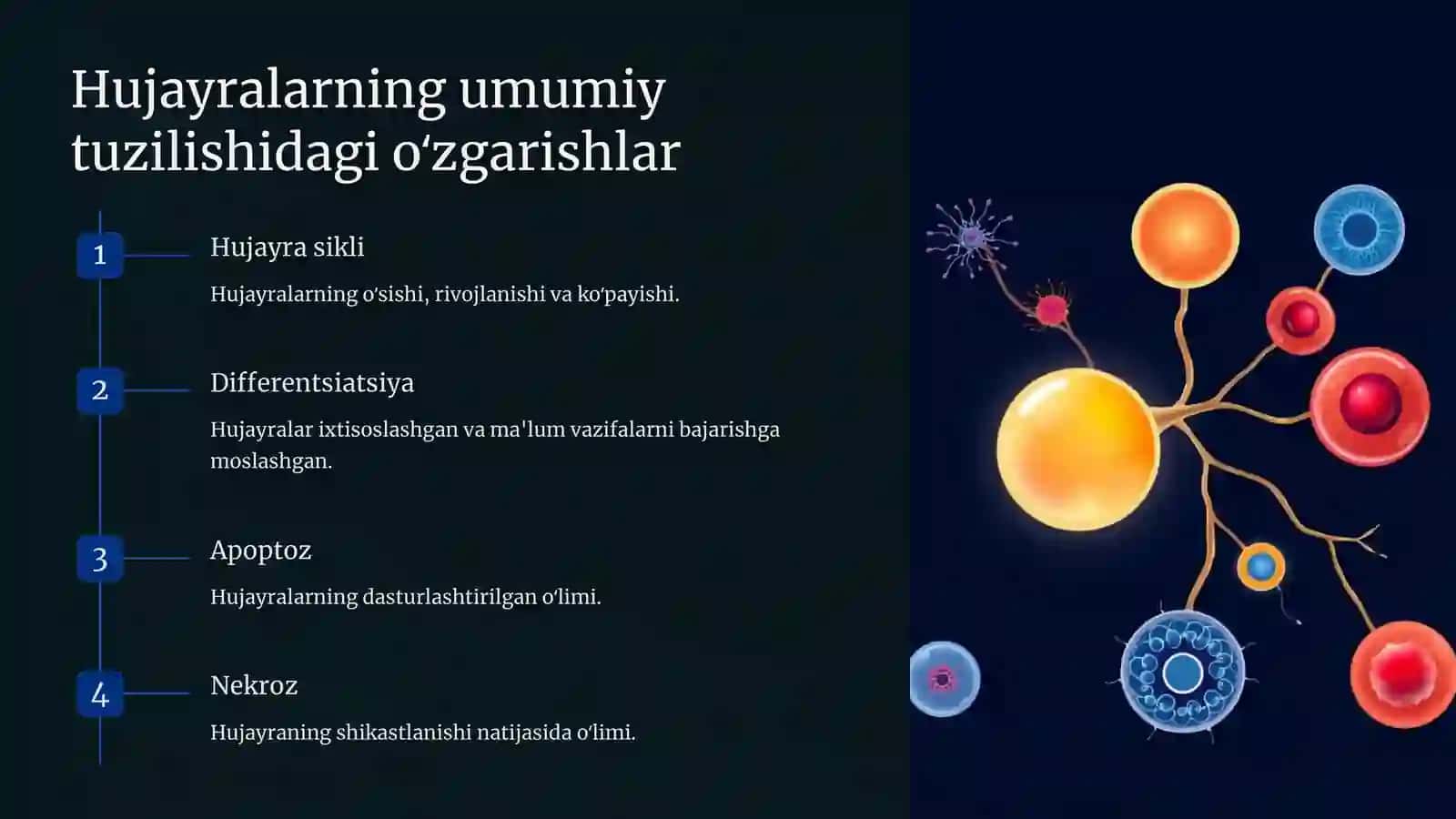 Hayvon organizmi hujayrasi va to'qimalarining tuzilishi va rivojlanish shartlari 3