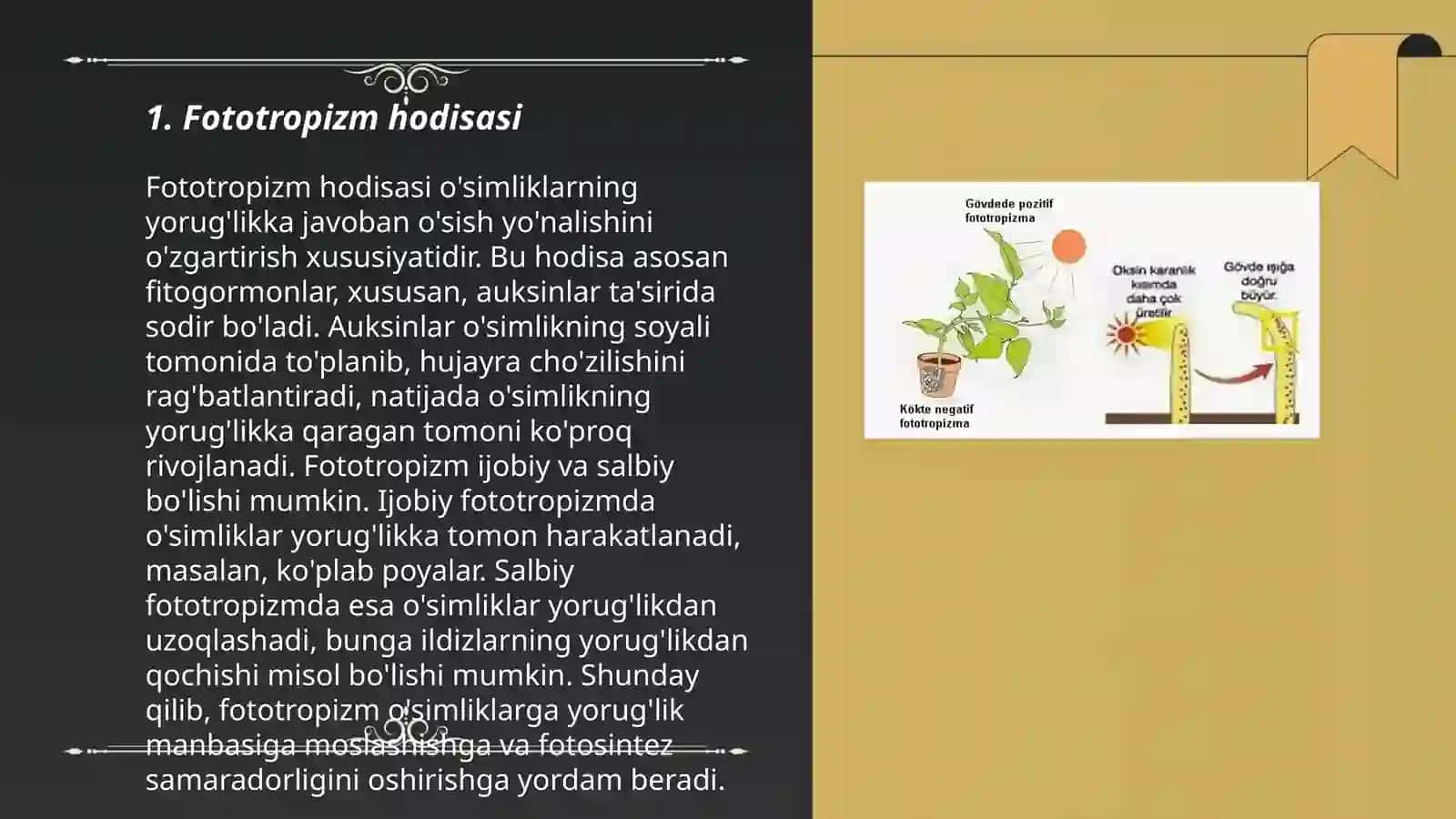 Fototropizm hodisasi 3