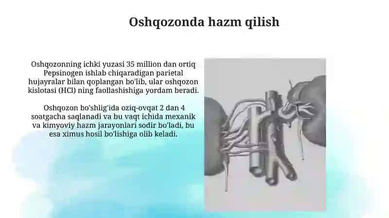 Ovqat hazm qilish fiziologiyasi 3
