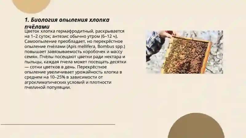 Роль пчёл в увеличении урожайности хлопка 3